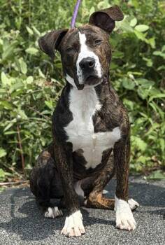 CHEESESTICK -  American Staffordshire Terrier Dog for Adoption in Canfield, Ohio - CHEESESTICK | PetCurious