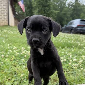 Noki -  Australian Shepherd and French Bulldog Dog for Adoption in Warrior, Alabama - Noki | PetCurious