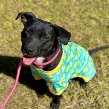 Tia (waiting for over a year) -  Black Labrador Retriever Dog for Adoption in Lucedale, Mississippi - Tia (waiting For Over A Year) | PetCurious