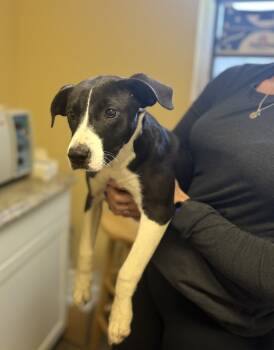 Rescue Terrier Dogs for Adoption in Corinth, Mississippi - SP 25D-386 | PetCurious