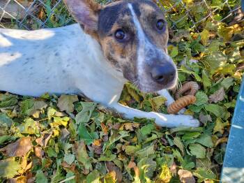 Rescue Terrier Dogs for Adoption in Jersey City, New Jersey - Morgan Le Fay | PetCurious
