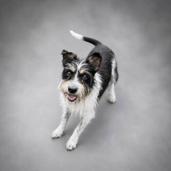 Frizz -  Terrier Dog for Adoption in Hardeeville, South Carolina - Frizz | PetCurious