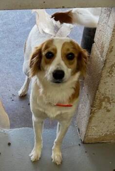 Flow -  Australian Shepherd and Spaniel Dog for Adoption in Thompson Falls, Montana - Flow | PetCurious