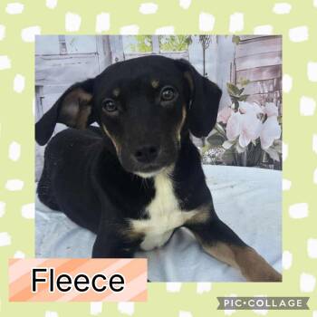 Beagle and Hound Dogs Available for Adoption - Fleece | PetCurious