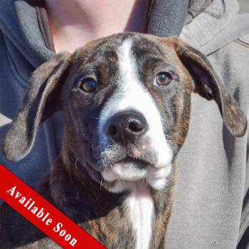 Boxer and Plott Hound Dogs Available for Adoption - Carlisle | PetCurious