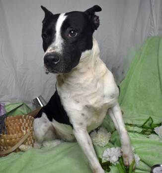 Labrador Retriever Dogs Available for Adoption in Monroe, Louisiana - Galaxy | PetCurious