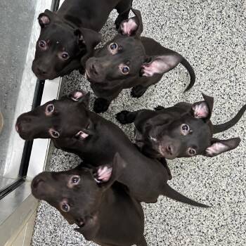 Vienna -  Mixed Breed Dog for Adoption in Walker, Michigan - Vienna | PetCurious