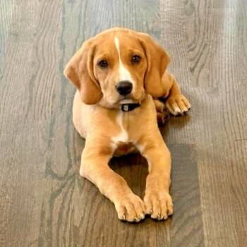 Phoebe -  Beagle Dog for Adoption in Glocester, Rhode Island - Phoebe | PetCurious