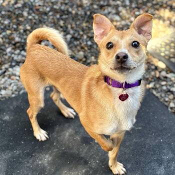 Aries -  Chihuahua Dog for Adoption in Portland, Oregon - Aries | PetCurious