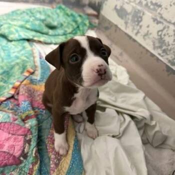 Pit Bull Terrier Dogs Available for Adoption - Happy | PetCurious