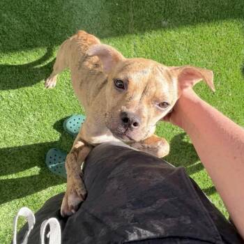 Pug and Whippet Dogs Available for Adoption in San Diego, California - Dillinger (Dilly) | PetCurious