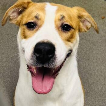 Sinnamon -  Terrier Dog for Adoption in Des Moines, Iowa - Sinnamon | PetCurious