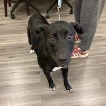 Hugo -  Mixed Breed and Labrador Retriever Dog for Adoption in York, Pennsylvania - Hugo | PetCurious