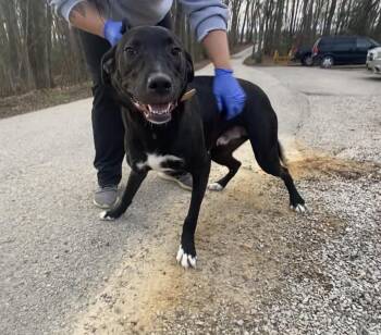 Labrador Retriever Dogs Available for Adoption in Frenchburg, Kentucky - Sammy | PetCurious