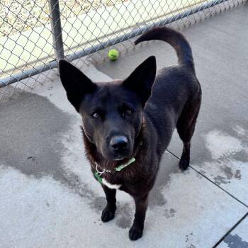 Mixed Breed Dogs Available for Adoption in Bismarck, North Dakota - Walter | PetCurious