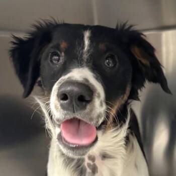 Australian Shepherd and Border Collie Dogs Available for Adoption in Sacramento, California - Dewey | PetCurious
