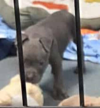 Rescue Mixed Breed Dogs for Adoption in Warren, Michigan - Dr Pepper | PetCurious