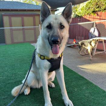 Rescue German Shepherd Dog Dogs for Adoption in Burbank, California - Lunita | PetCurious