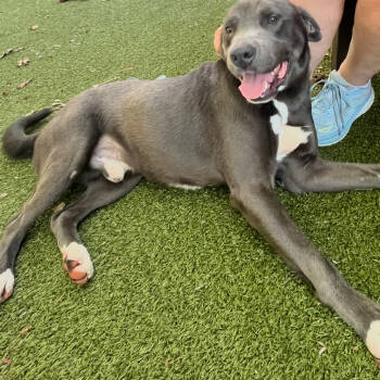 Rescue Labrador Retriever and Weimaraner Dogs for Adoption - Mulligan | PetCurious