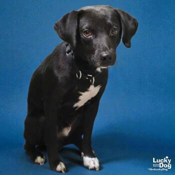 Beagle and Labrador Retriever Dogs Available for Adoption in Washington, District Of Columbia - Hemlock | PetCurious