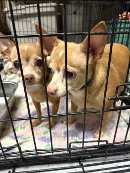 Chihuahua Dogs Available for Adoption - Maggie & Maci | PetCurious