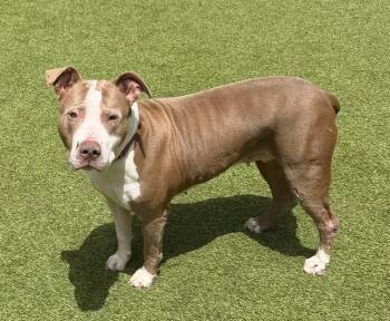 Lola -  Pit Bull Terrier Dog for Adoption in Sandy Springs, Georgia - Lola | PetCurious