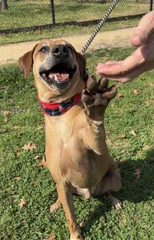 BENSON- charming boy -  Labrador Retriever and Rhodesian Ridgeback Dog for Adoption - BENSON- Charming Boy | PetCurious