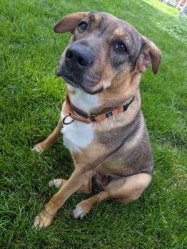 Rescue Mixed Breed Dogs for Adoption in Sioux Falls, South Dakota - Marty | PetCurious