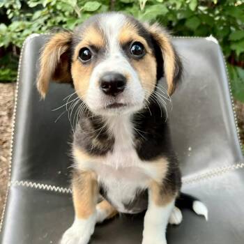 Deja -  Retriever and Australian Shepherd Dog for Adoption in Minneapolis, Minnesota - Deja | PetCurious