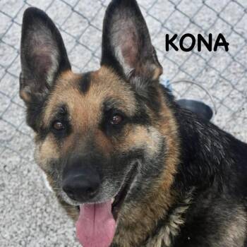 German Shepherd Dog Dogs Available for Adoption in Bowling Green, Ohio - KONA | PetCurious