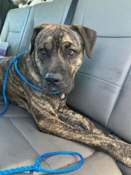 BRUNO -  Pit Bull Terrier and American Bulldog Dog for Adoption in Stockton, California - BRUNO | PetCurious