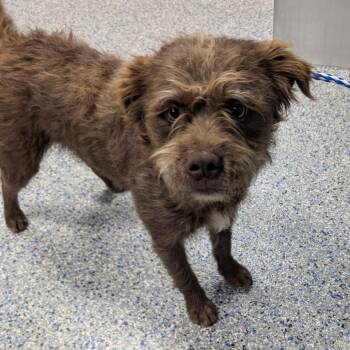 Terrier Dogs Available for Adoption in Greenville, South Carolina - Wookie | PetCurious