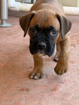 Latisha -  Boxer Dog for Adoption in Dana Point, California - Latisha | PetCurious
