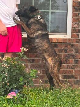 Maximus - Located in NM -  Dutch Shepherd Dog for Adoption in Imlay City, Michigan - Maximus - Located In NM | PetCurious