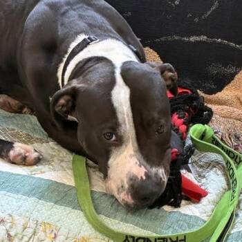 Dominick -  Mixed Breed Dog for Adoption in Oak Park, Illinois - Dominick | PetCurious