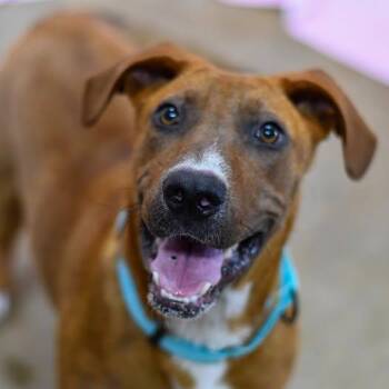 Red -  Mixed Breed Dog for Adoption in Defuniak Springs, Florida - Red | PetCurious