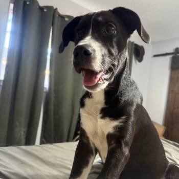 Rescue Mixed Breed Dogs for Adoption in Lake Jackson, Texas - Rawlings | PetCurious