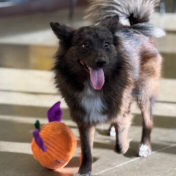Rescue Pomeranian and Mixed Breed Dogs for Adoption in Mankato, Minnesota - Brady | PetCurious