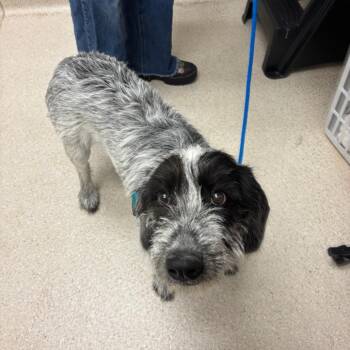 Mixed Breed Dogs Available for Adoption in Murray, Utah - Maple | PetCurious