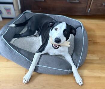 Zoe (aka Smudge) -  American Staffordshire Terrier and Retriever Dog for Adoption in Washington, District Of Columbia - Zoe (aka Smudge) | PetCurious