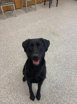 Labrador Retriever Dogs Available for Adoption in Findlay, Ohio - Oakley | PetCurious