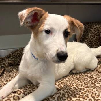 IVHS-Stray-144534 -  Shepherd and Labrador Retriever Dog for Adoption in San Gabriel, California - IVHS-Stray-144534 | PetCurious