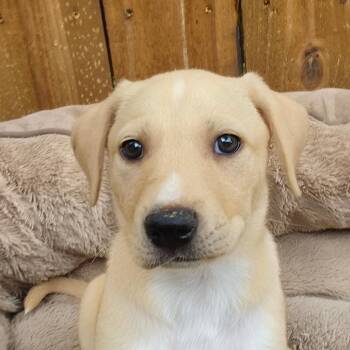 Portia TW -  Labrador Retriever and Mixed Breed Dog for Adoption in Austin, Texas - Portia TW | PetCurious