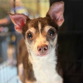 Barrett -  Mixed Breed Dog for Adoption in Naperville, Illinois - Barrett | PetCurious