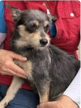 Juno -  Poodle and Terrier Dog for Adoption in Larkfield-wikiup, California - Juno | PetCurious