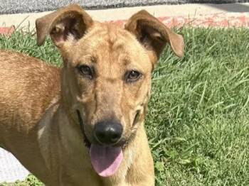 Butterscotch -  Mixed Breed Dog for Adoption in Georgetown, Texas - Butterscotch | PetCurious