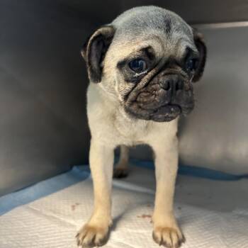 Mixed Breed Dogs Available for Adoption in Leander, Texas - Reginald AKA Reggie | PetCurious