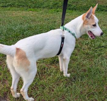 Carolina Dog and Siberian Husky Dogs Available for Adoption in Fort Myers, Florida - Khloe-40lb Sweetie! | PetCurious