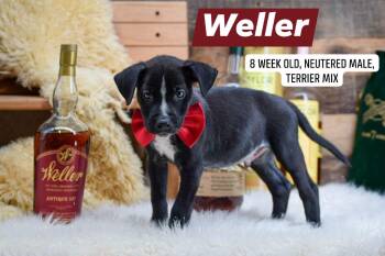 Weller -  Terrier Dog for Adoption in Sevierville, Tennessee - Weller | PetCurious