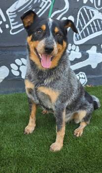 Ralphie -  Australian Cattle Dog Blue Heeler Dog for Adoption in New York, New York - Ralphie | PetCurious